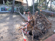 Més de 400 avisos als Bombers pel temporal de vent, especialment al Camp de Tarragona i l’Ebre