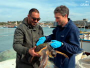 Rescatats 65 exemplars de fauna marina al litoral català durant el primer trimestre del 2026, un 6% menys