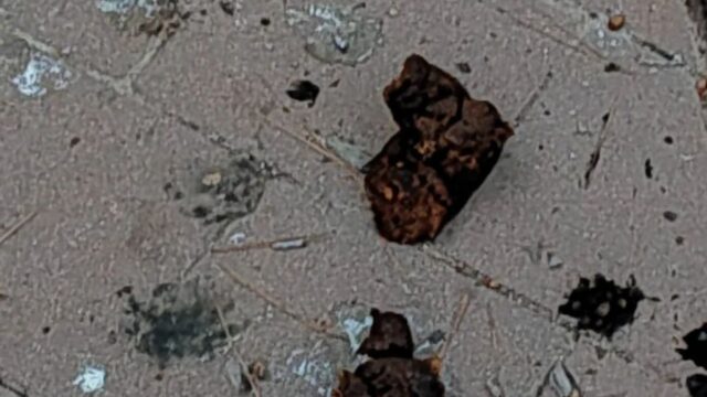 Imatge d'excrements a la via pública de Roda de Barà (via xarxes socials)